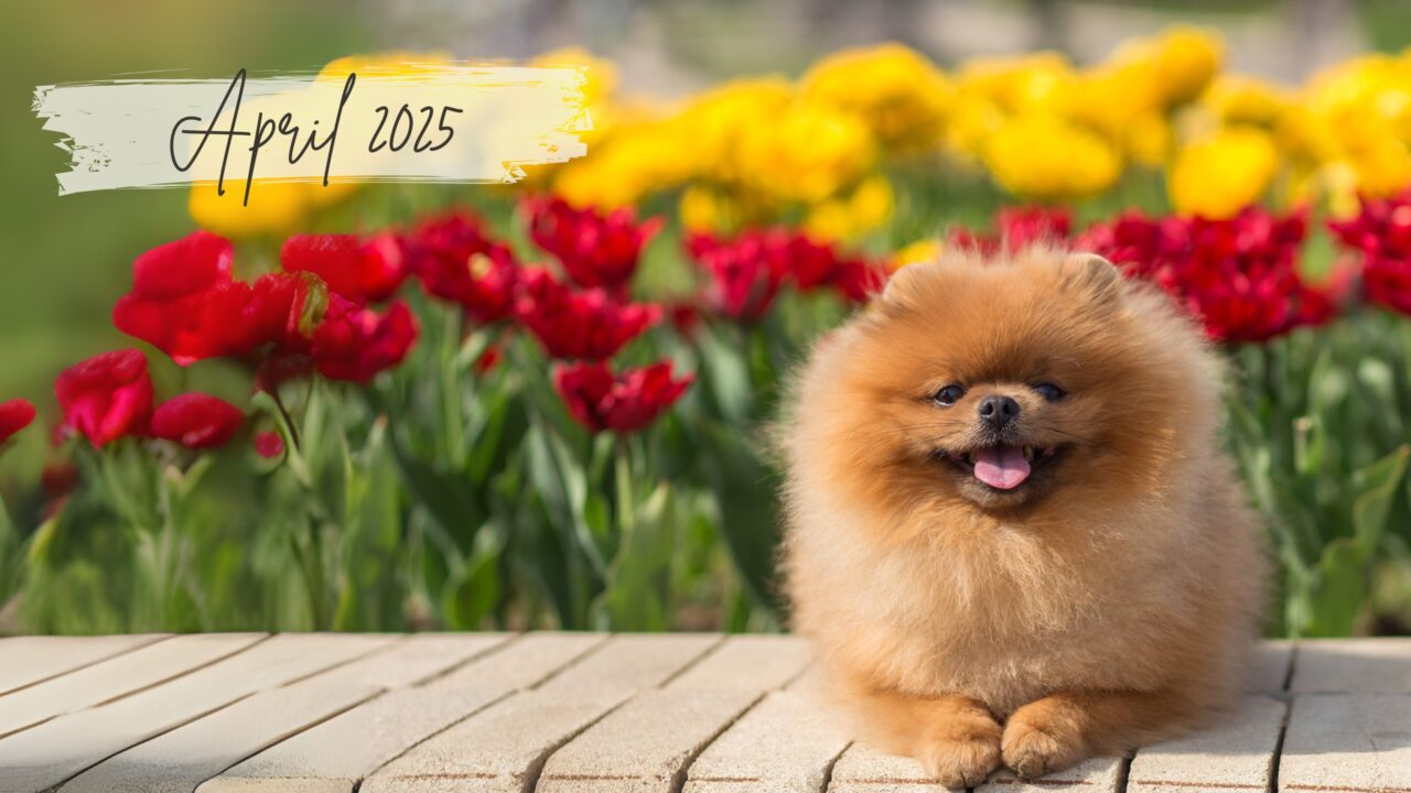 April 2025 Newsletter